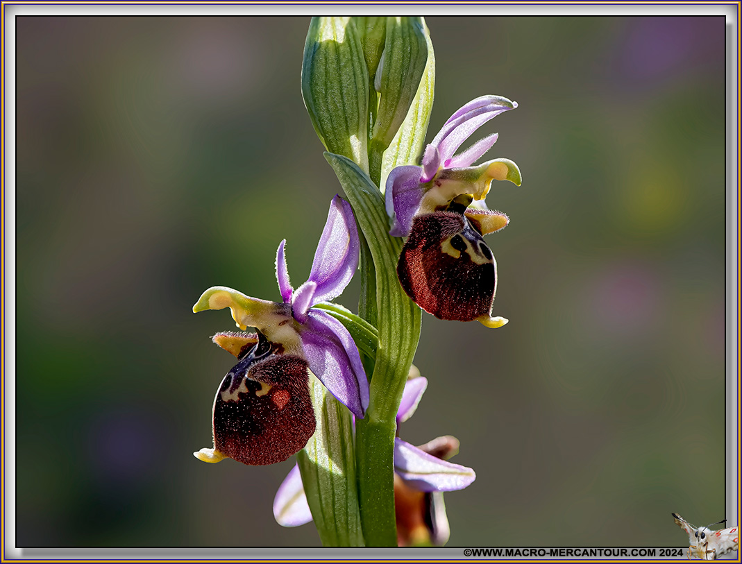 Ophrys Becasse
